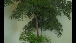 Plantas Ornamentales Galicia