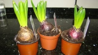 Plantas Ornamentales Que Se Reproducen Por Estacas