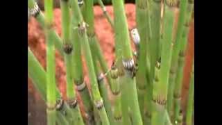 Plantas Ornamentales Informacion