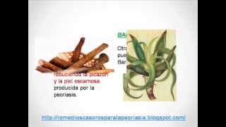 Plantas Curativas Aloe Vera