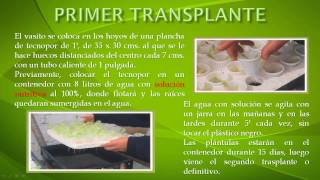Huertos Familiares Justificacion