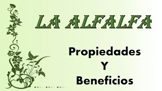 Plantas Curativas Y Sus Beneficios