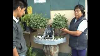 Plantas Ornamentales Quito