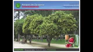 Listado De Arbustos Ornamentales