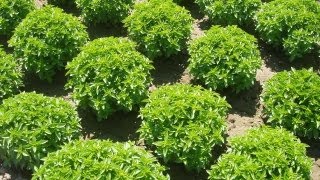 Plantas Curativas Albahaca