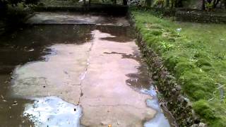 Donde Comprar Arboles Frutales En Argentina