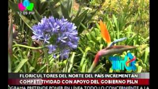 Plantas Ornamentales En Nicaragua