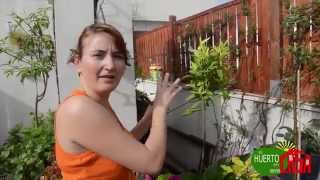 Arboles Frutales Que Soportan El Frio