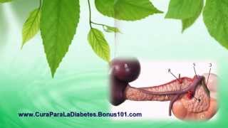 Plantas Curativas Para La Diabetes