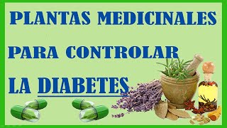 Plantas Curativas Para La Diabetes