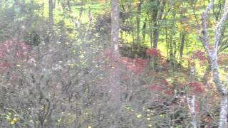 Arbustos Ornamentales Con Frutos Rojos