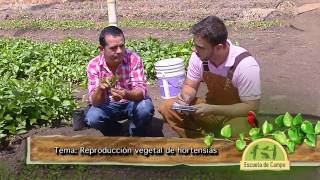 Cultivo Y Manejo De Plantas Bulbosas Ornamentales