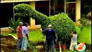 Listado Arbustos Ornamentales