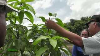 Arboles Frutales De Mangos
