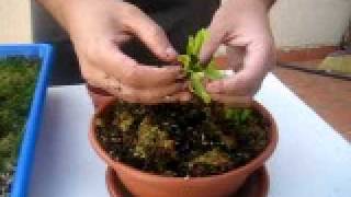 Semillas Plantas Carnivoras Madrid