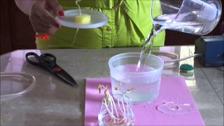 Plantas Ornamentales Faciles De Cultivar