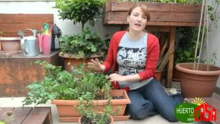 Plantas Curativas Albahaca