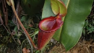 Plantas Carnivoras Cual Es Su Tamaño
