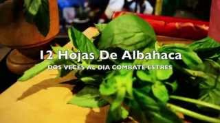 Plantas Curativas Albahaca