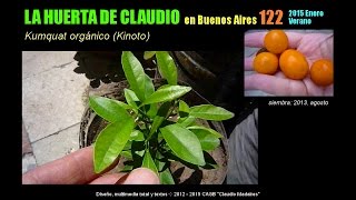 Arboles Frutales Kumquat