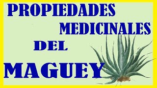 Plantas Curativas Cicatrizantes