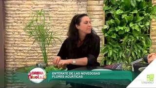 Plantas Ornamentales Acuaticas