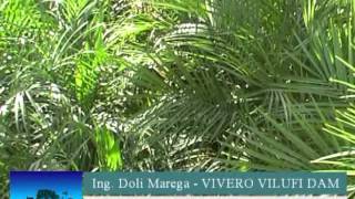 Plantas Ornamentales Tipo Palmera