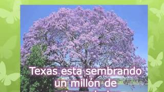 Beneficios De Sembrar Arboles Frutales