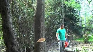 Poda De Arboles Y Arbustos Ornamentales