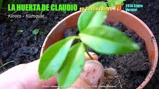 Arboles Frutales Kumquat