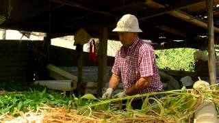 Cultivo Y Manejo De Plantas Bulbosas Ornamentales