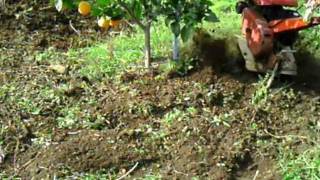 Arboles Frutales Barcelona
