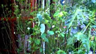 Venta Plantas Ornamentales Xochimilco