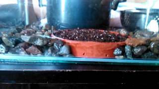 Terrario Para Plantas Carnivoras Hacer