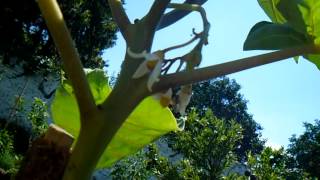 Arboles Frutales Autoctonos De Argentina