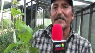Plantas Ornamentales De Bolivia