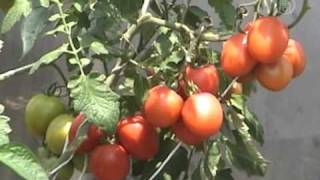 Arboles Frutales Hidroponicos