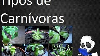 Semillas De Plantas Carnivoras Df