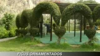 Venta De Arboles Y Arbustos Ornamentales