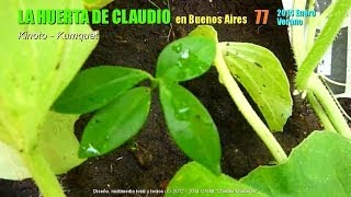 Arboles Frutales Kumquat
