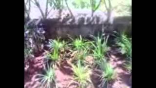Nomes De Especies De Plantas Carnivoras No Brasil