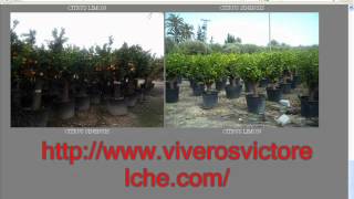 Viveros De Arboles Frutales En Mexico