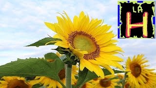 Plantas Curativas Con Imagenes