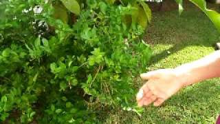 Manual De Huertos Familiares Organicos