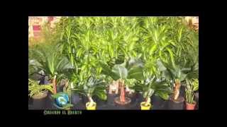 Plantas Ornamentales Tropicales