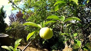 Arboles Frutales Interior