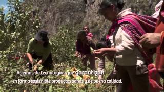 Plantas Curativas Del Peru