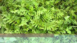 Plantas Ornamentales Del Ecuador Ejemplos