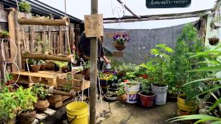 Plantas Ornamentales Funcion