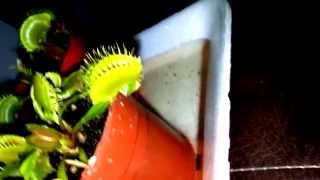 Plantas Carnivoras Llamadas Atrapamoscas